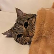 ǰ̹